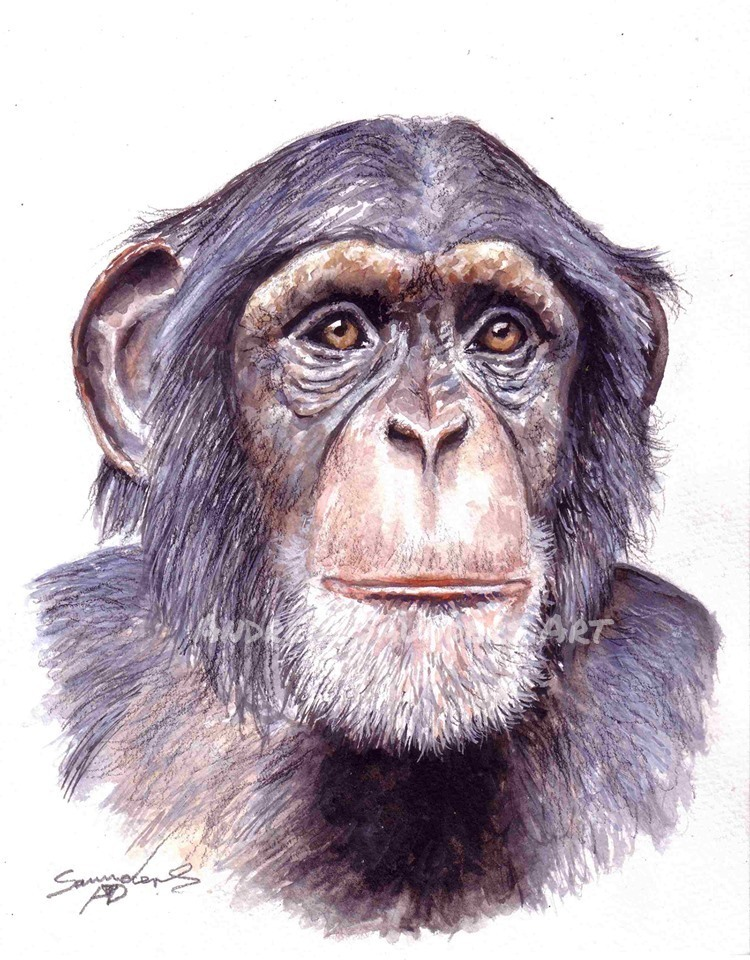 Deviantart Chimp Chimpanzee - Watercolour Sketch by Trinitythree123 on DeviantArt