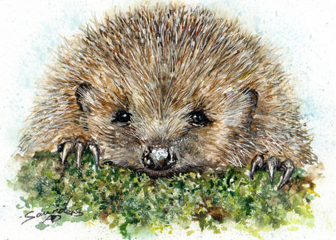 Hedgehog - Watercolour Sketch