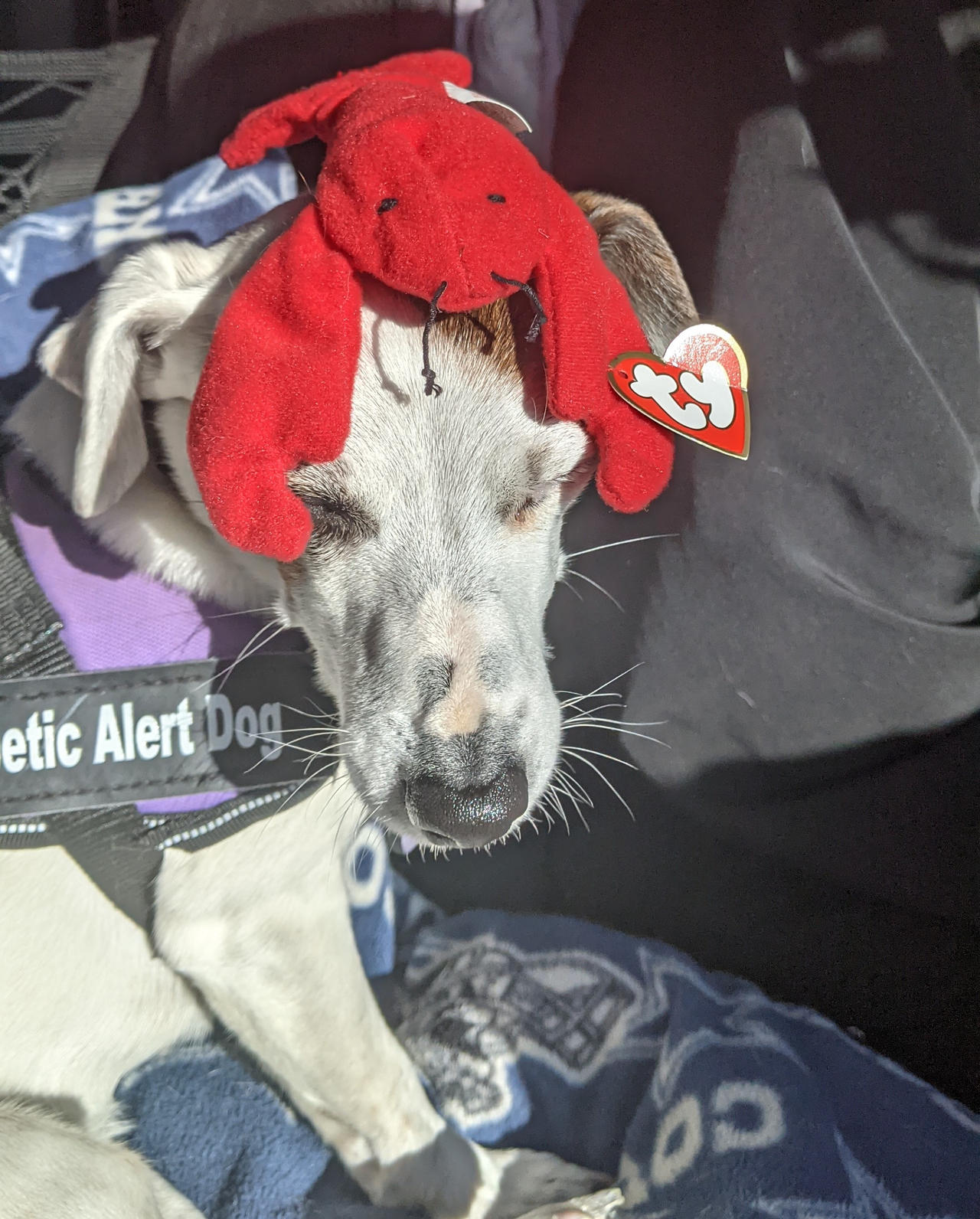 Lilly with stuffed lobster on her head