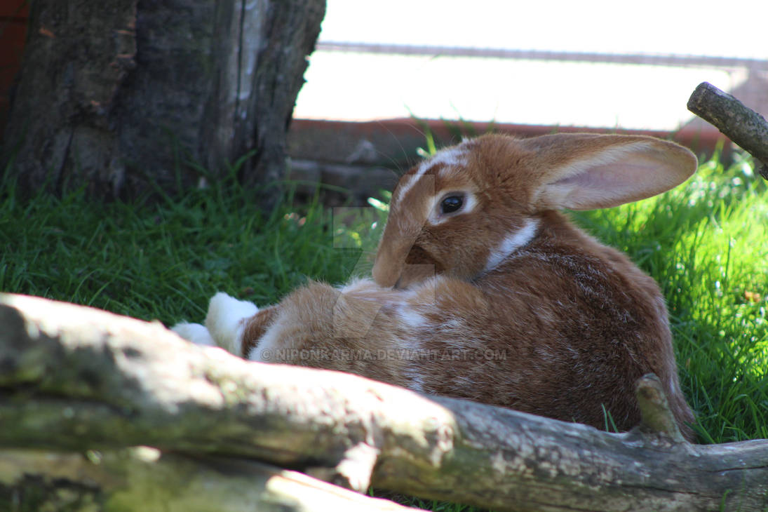 Big brown spotted rabbit by Niponkarma on DeviantArt