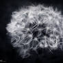 dandelion1