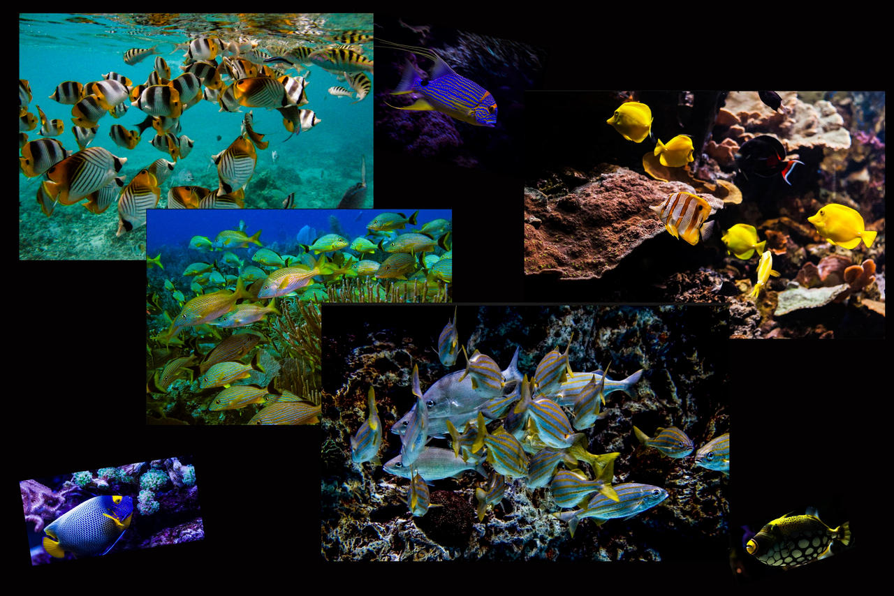 Tropical Fish Collage 03 by JoeKulik919 on DeviantArt
