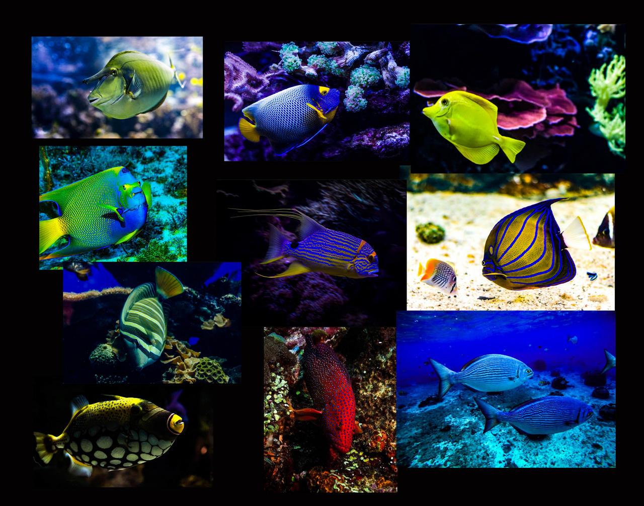 Tropical Fish Collage 11 by JoeKulik919 on DeviantArt