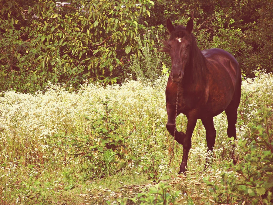 Countryside