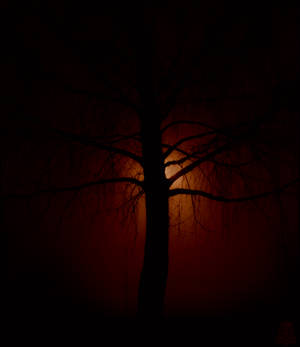 night tree