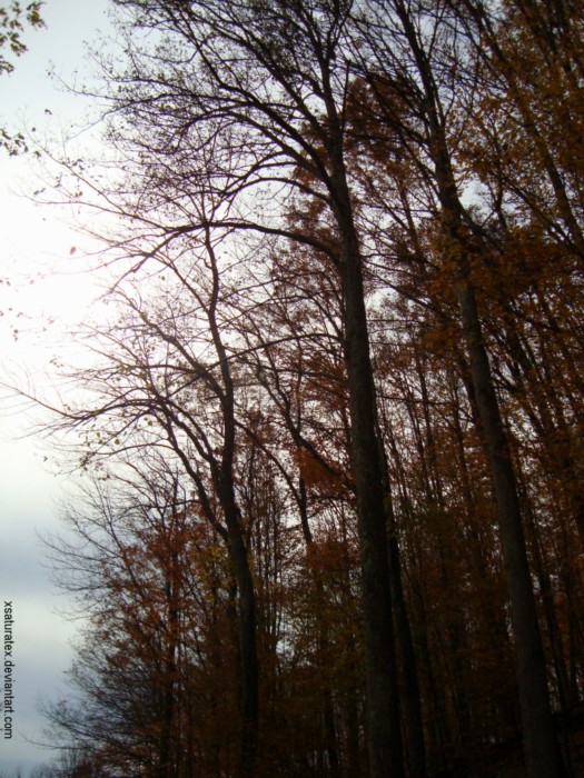 Trees and sky.