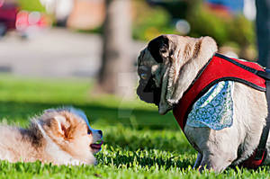 Pom and a Pug