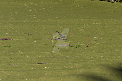 Long necked bird out in the water