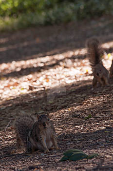 Squirrels at the UCD Aboretum