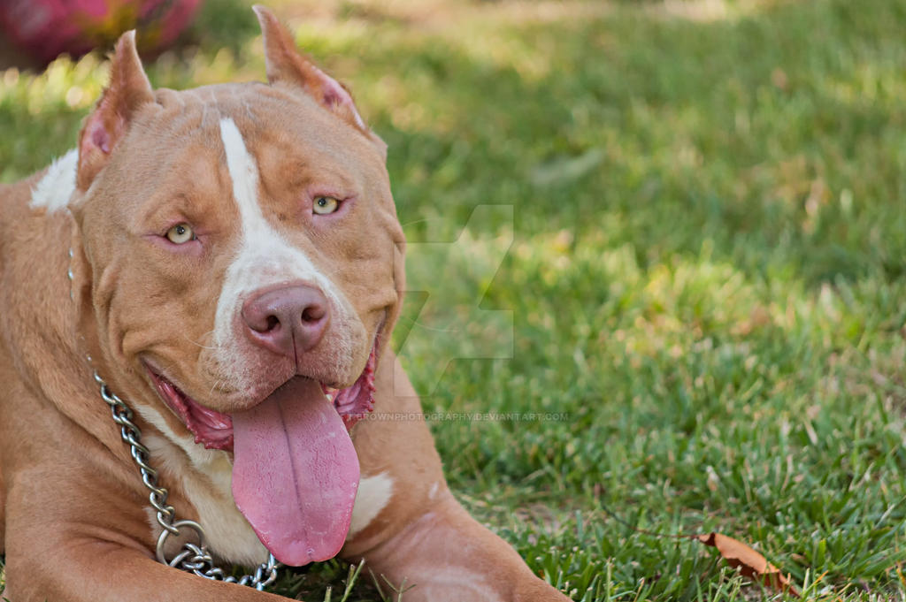 ''Ace'' the dog