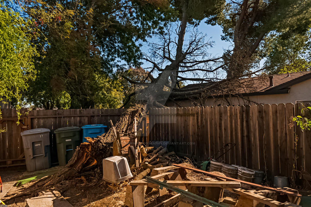 The old man (our pine tree) finally falls...