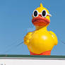 The Duck has landed