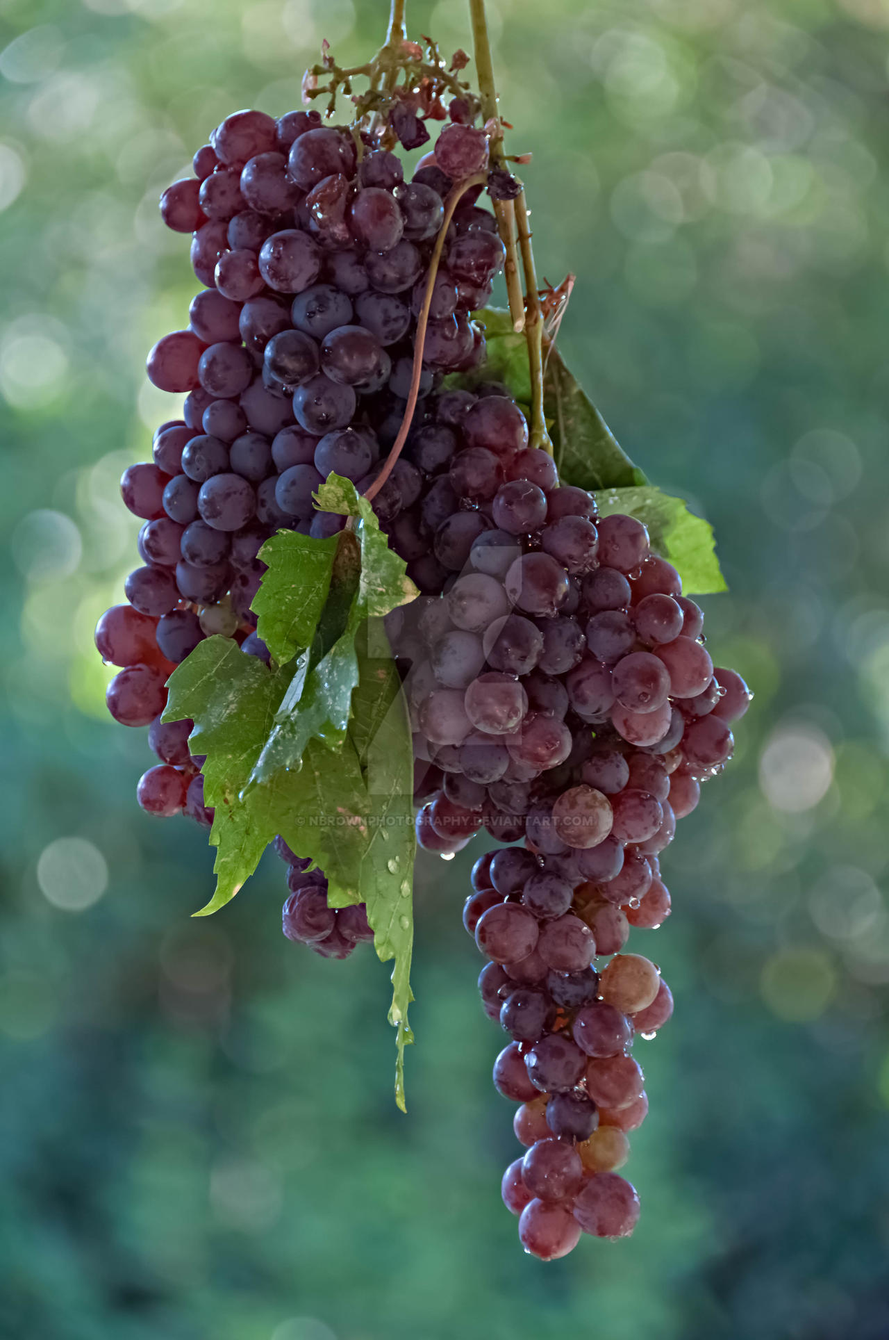 Grapes