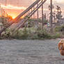Hen admiring sunset at Ruhstaller Brewery