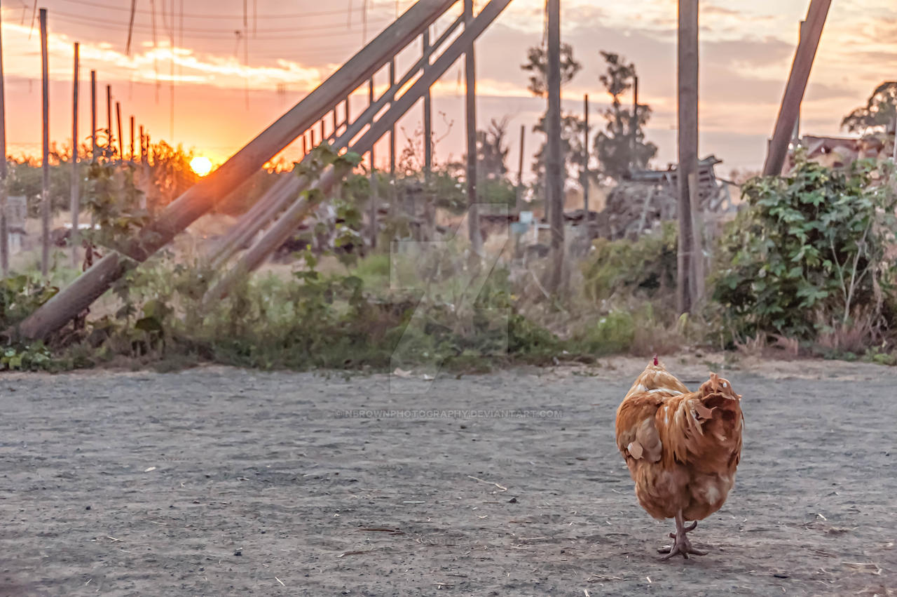 Hen admiring sunset at Ruhstaller Brewery