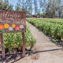 Zinnia Patch