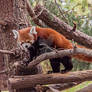 Red Panda