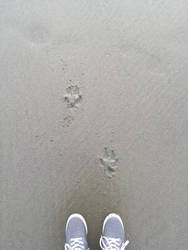 Shoes, Sand, and Two Pawprints