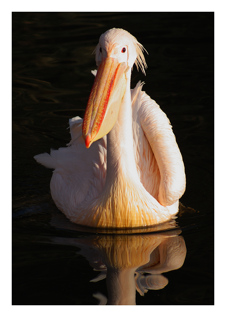 pelican I