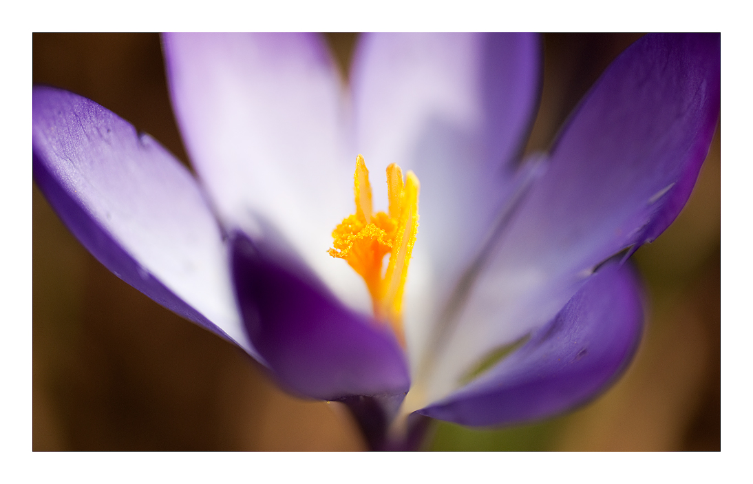 crocus II