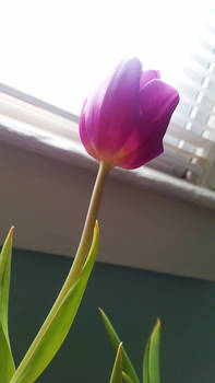 My Mother's Tulip