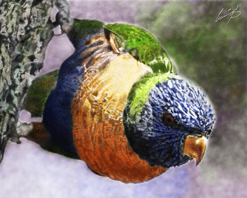 Rainbow Lorikeet