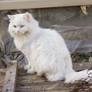 real life nekotalia - France-cat