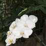 white orchid