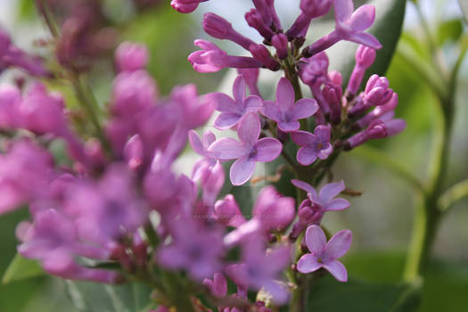 Lilac Flowers