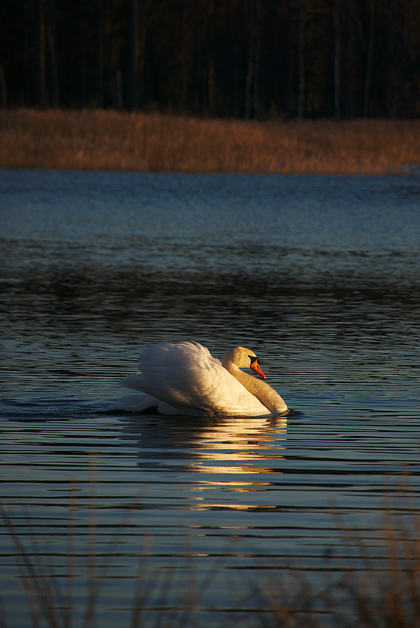 Cruising swan