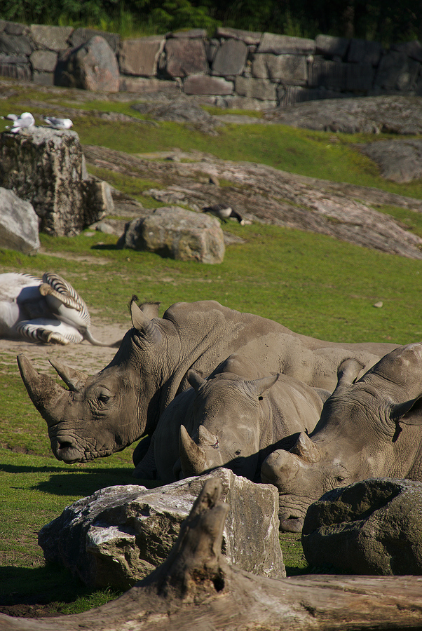 Rhinos