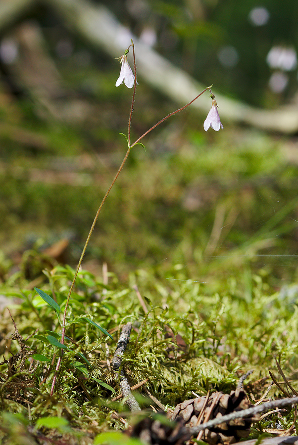 Linnaea