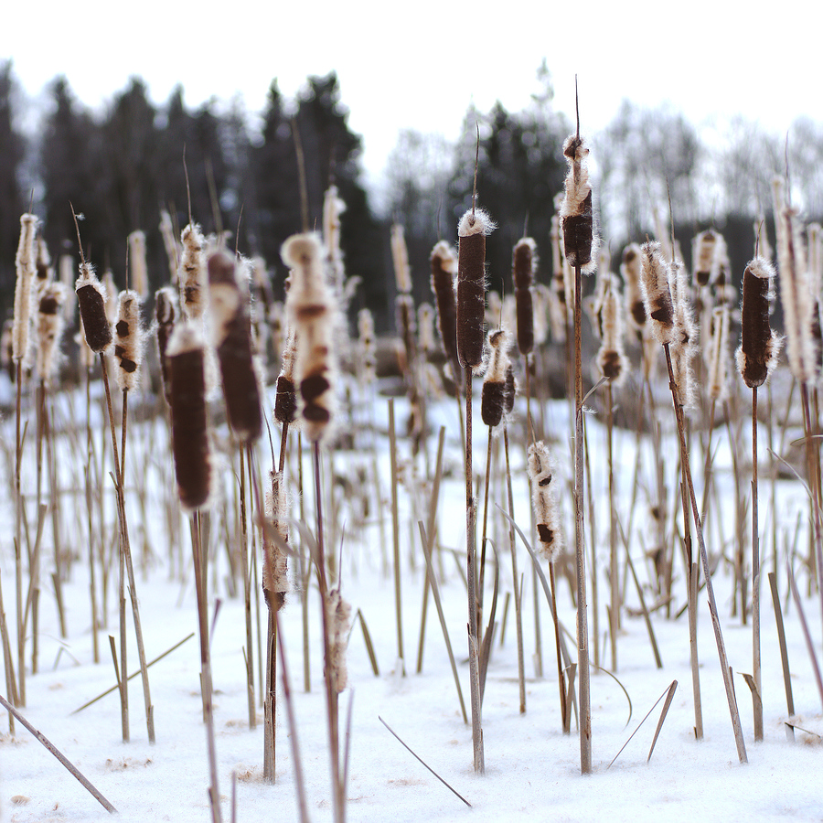 Typha latifolia #4