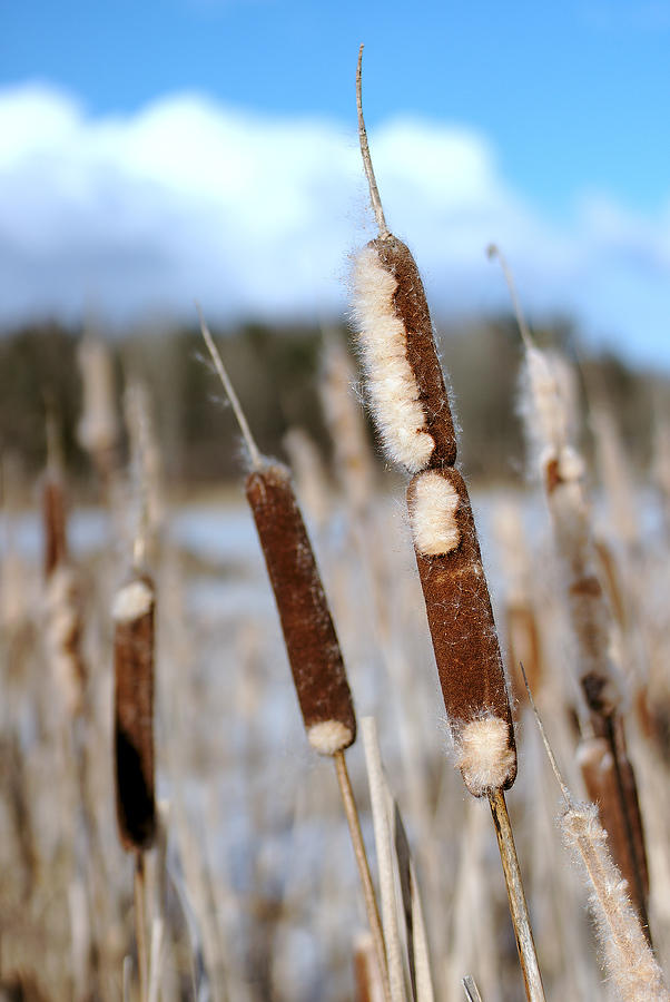 Typha latifolia #5 by perost on DeviantArt