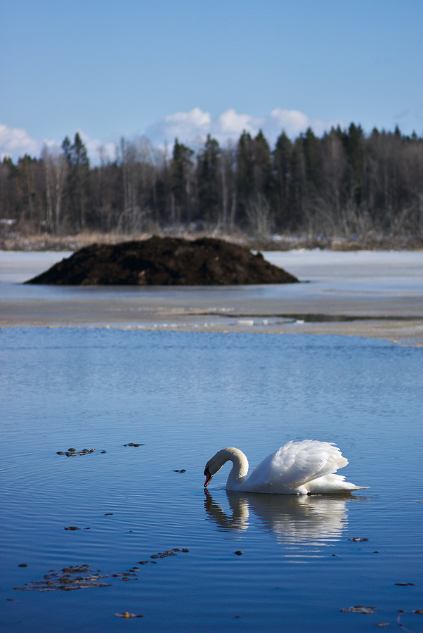 Sipping swan