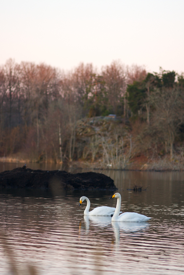 Swans at sunrise