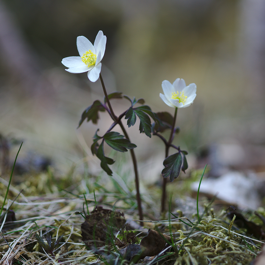 Anemones #3