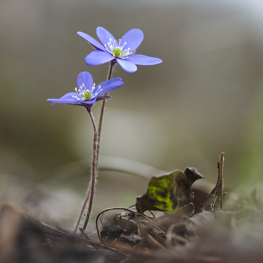 Anemone hepatica #8