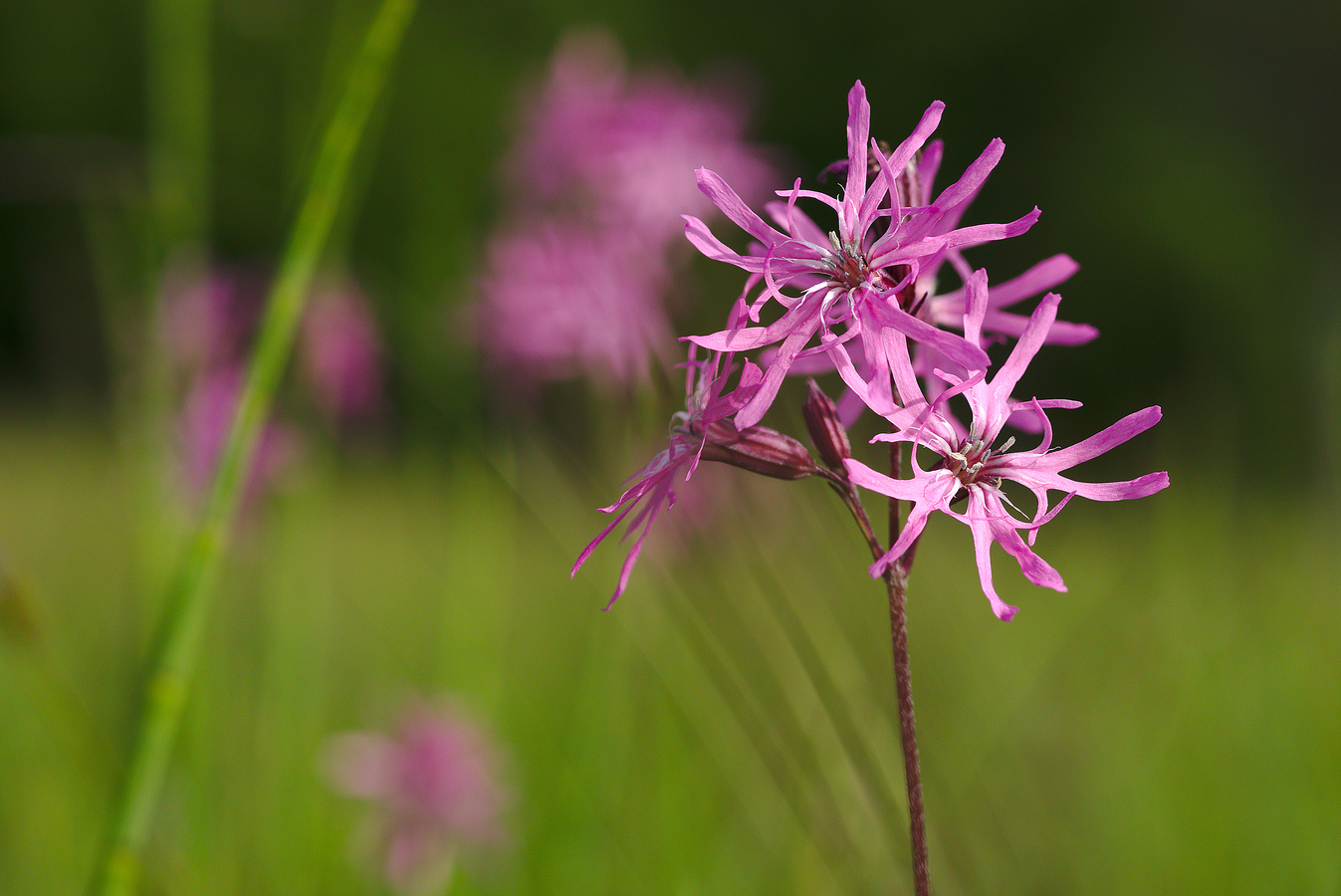 Ragged Robin #2