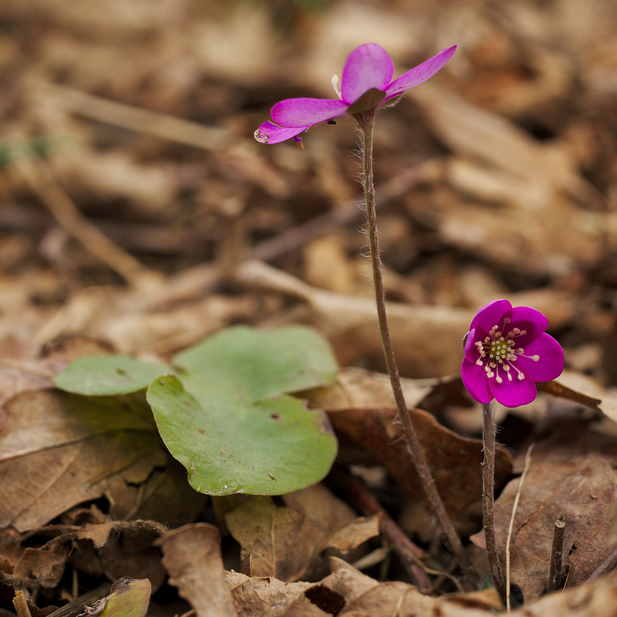 Pink Anemone hepatica