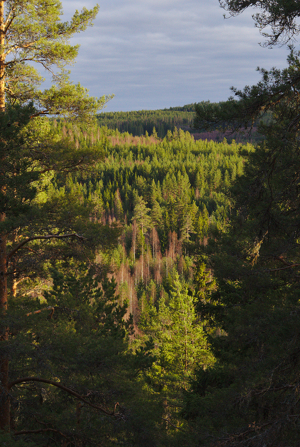 Forest Window