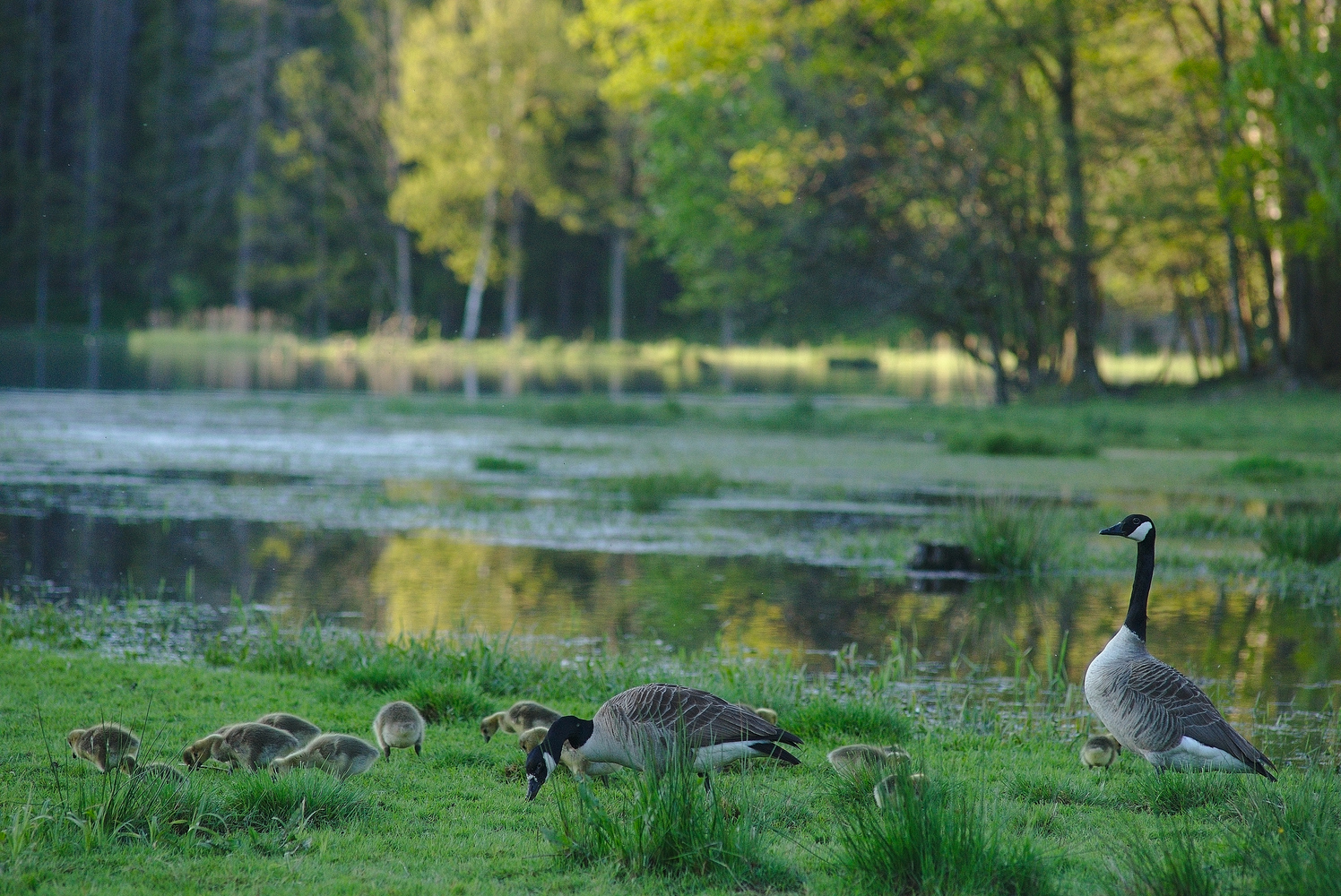 Goose Guardian