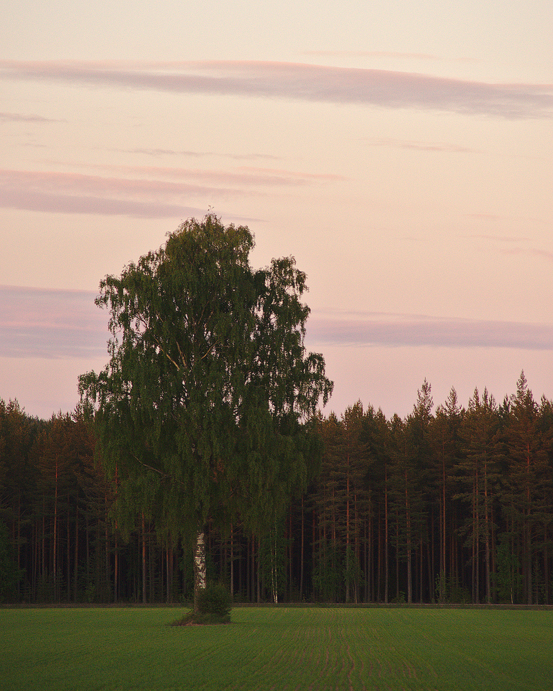 Sunset Tree #1