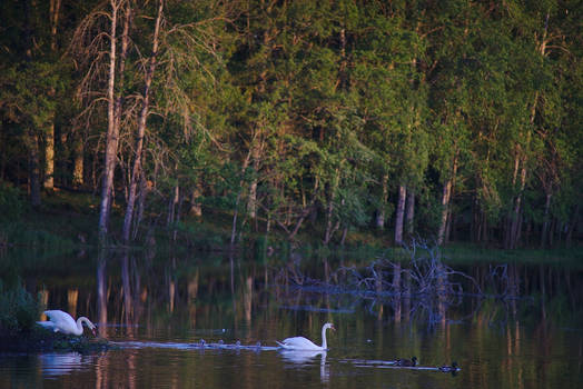 Swan Family #1