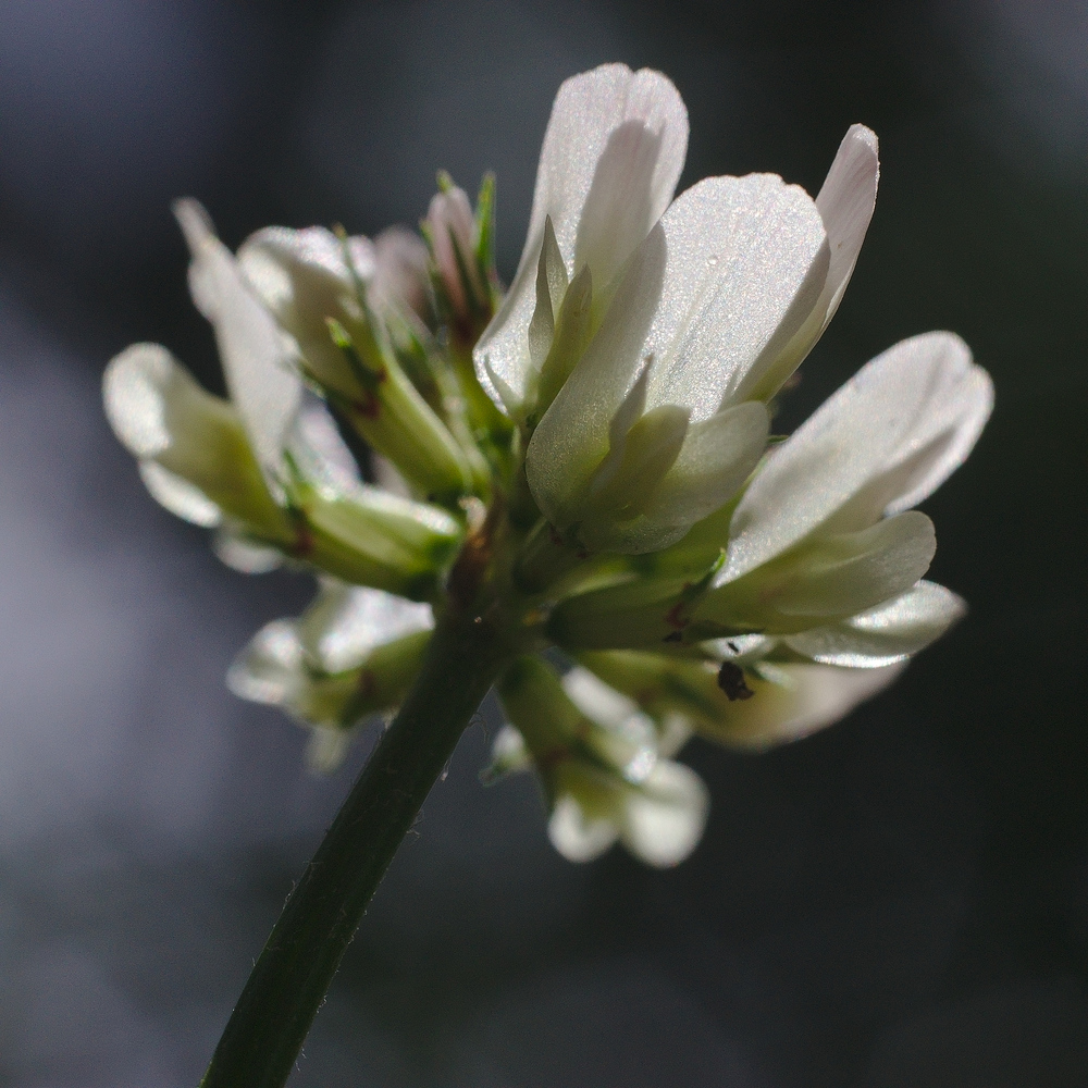 White Clover Closeup