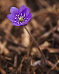 Anemone hepatica #12 by perost