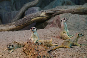 Meerkats