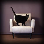Cat Sitting by zapfino