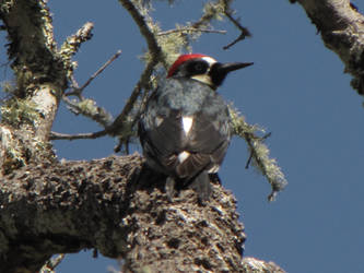 Acorn woodpecker (Melanerpes formicivorus)