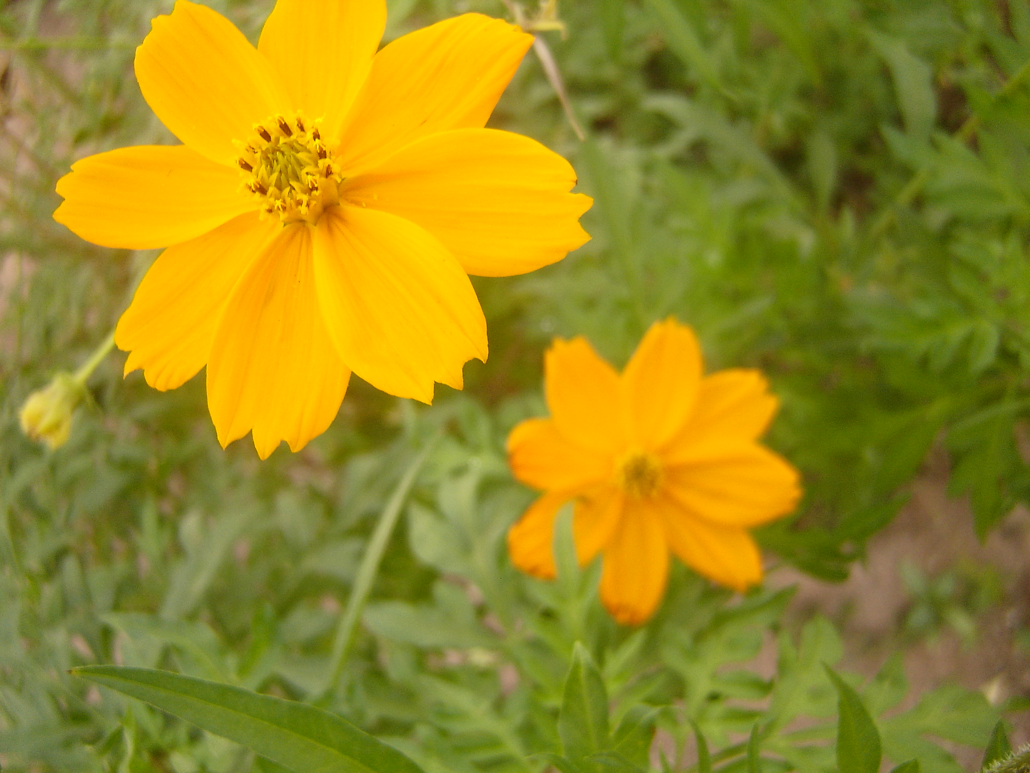 FLOWERS